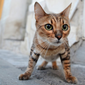 ref-portrait-bengal-chat-t-dsc_1129-copie.jpg