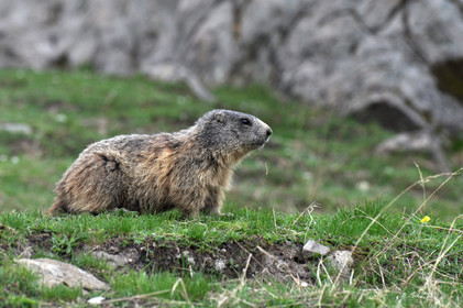 MISE A  JOUR  en cours