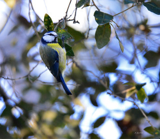 MISE A  JOUR  en cours