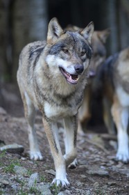 MISE A  JOUR  en cours