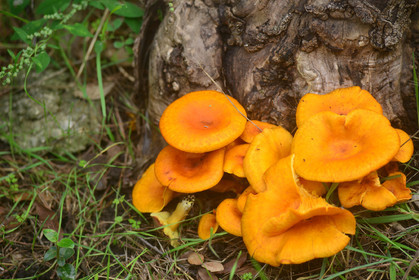 MISE A  JOUR  en cours