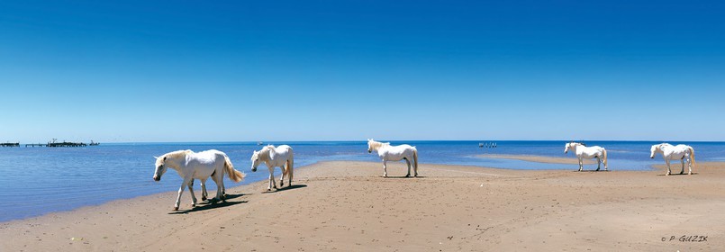 ref-549-33x95-5-chevaux-camargues.jpg
