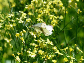 ref-faune-calanque-insecte-papillon-calanque-223.jpg