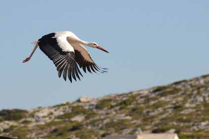 MISE A  JOUR  en cours