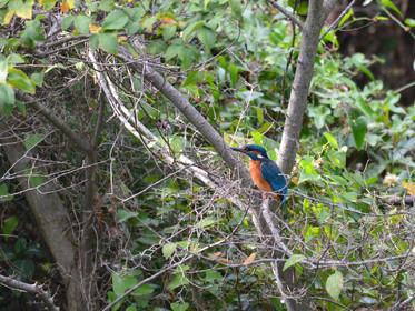 MISE A  JOUR  en cours