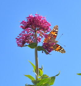 FAUNE ET FLORE CALANQUES