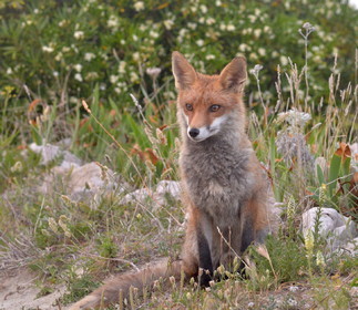 renard des calanques
