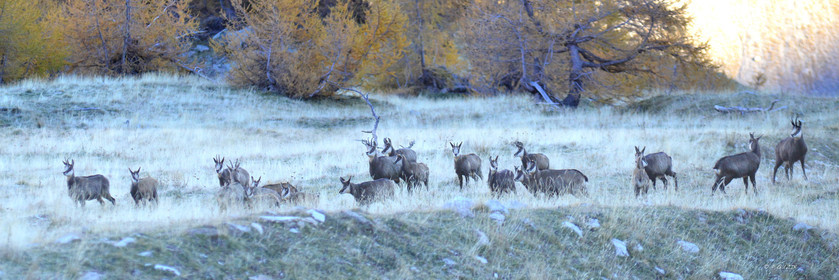 faune animaux montagne haute alpes ,queyras, mercantour,alpes de haute provence,alpes maritime