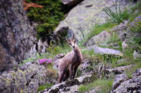 montagne haute alpes ,queyras, mercantour,alpes de haute provence,alpes maritime