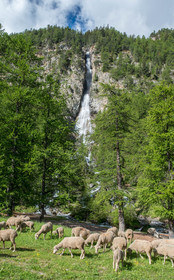 faune animaux montagne haute alpes ,queyras, mercantour,alpes de haute provence,alpes maritime