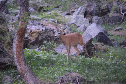 MISE A  JOUR  en cours