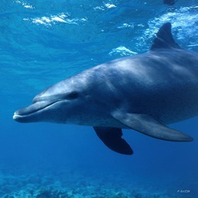 ref-578-2-dauphin-femelle golfe aqaba-copie.jpg