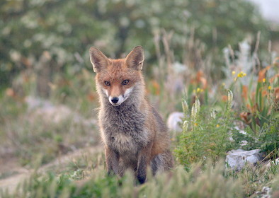 MISE A  JOUR  en cours