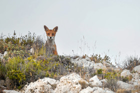 FAUNE & ANIMAUX