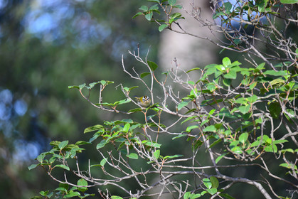 MISE A  JOUR  en cours