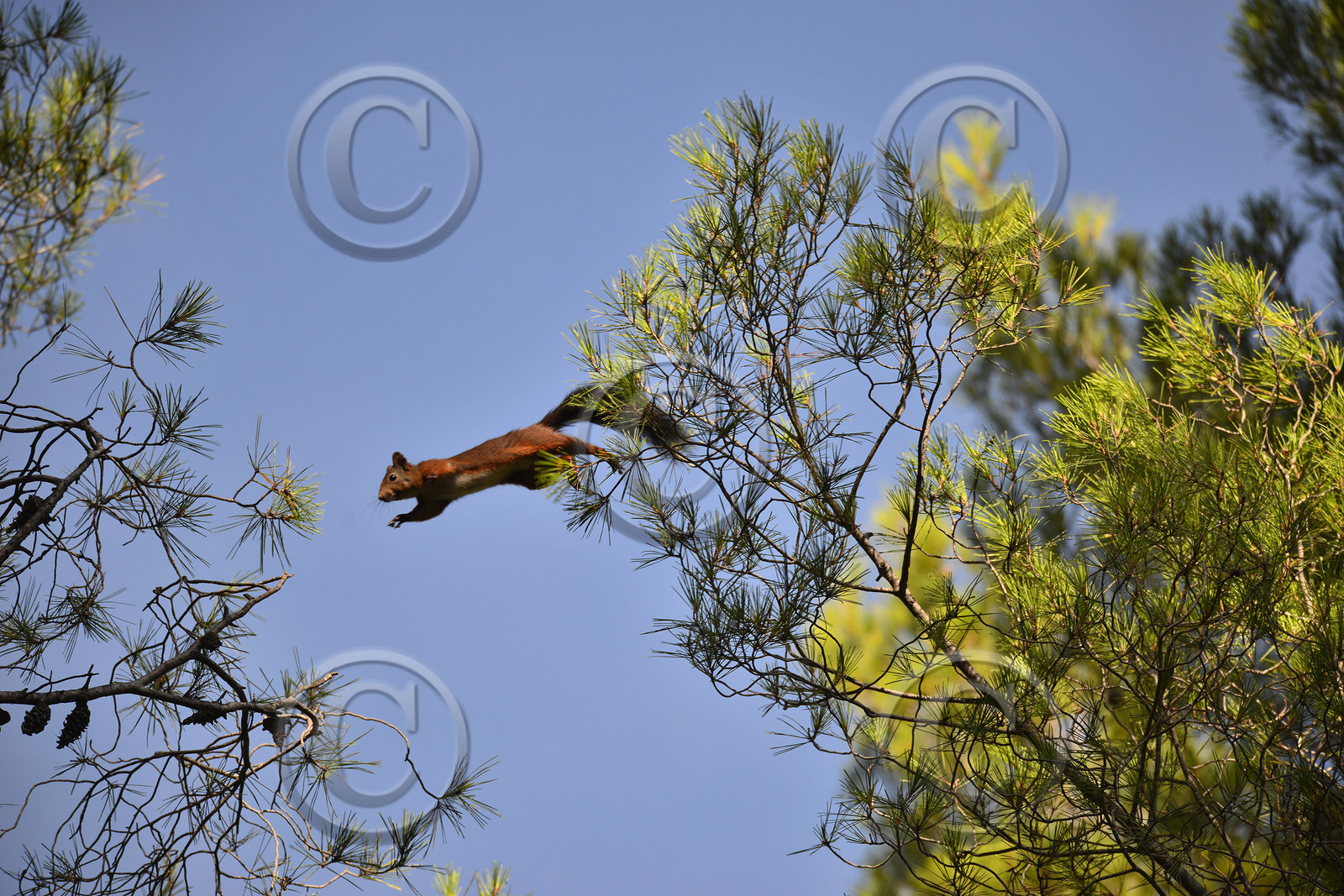 faune-calanques-copie.jpg