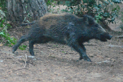 MISE A  JOUR  en cours