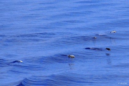 MISE A  JOUR  en cours