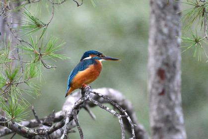 MISE A  JOUR  en cours