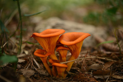 MISE A  JOUR  en cours