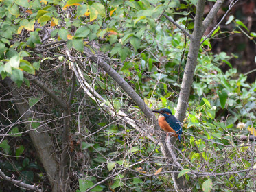 MISE A  JOUR  en cours