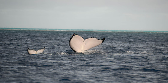 MISE A  JOUR  en cours