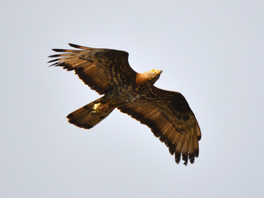 MISE A  JOUR  en cours