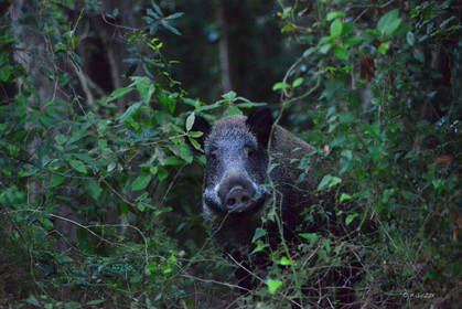 MISE A  JOUR  en cours