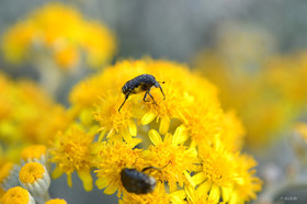 ref-faune-calanque-insecte-7439.jpg