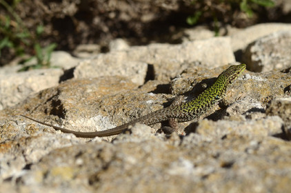 MISE A  JOUR  en cours