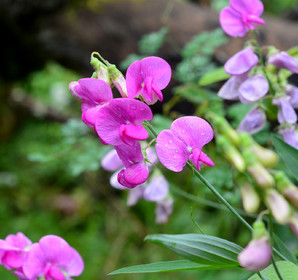 Photo de la sainte baume