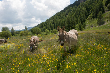 faune animaux montagne haute alpes ,queyras, mercantour,alpes de haute provence,alpes maritime