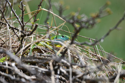 MISE A  JOUR  en cours