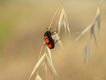 MISE A  JOUR  en cours