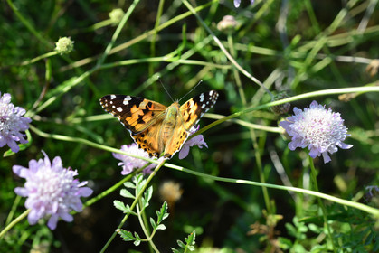 MISE A  JOUR  en cours