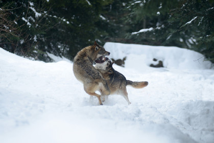 MISE A  JOUR  en cours