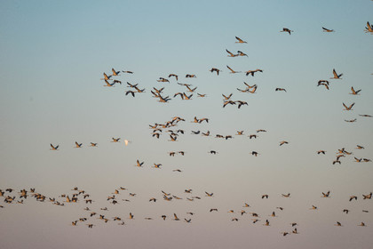 MISE A  JOUR  en cours