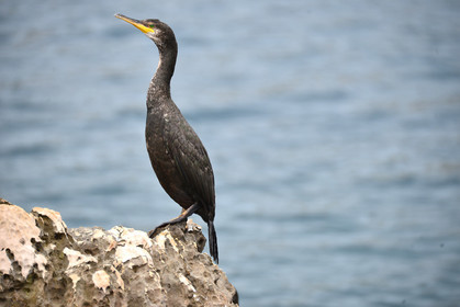 MISE A  JOUR  en cours