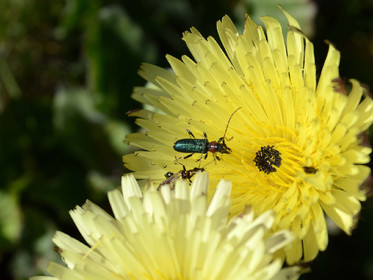 MISE A  JOUR  en cours