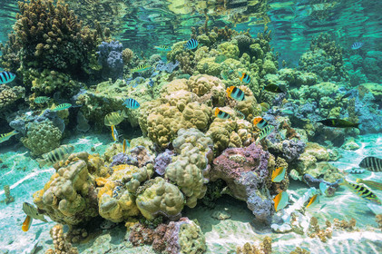 corail dans le pacifique