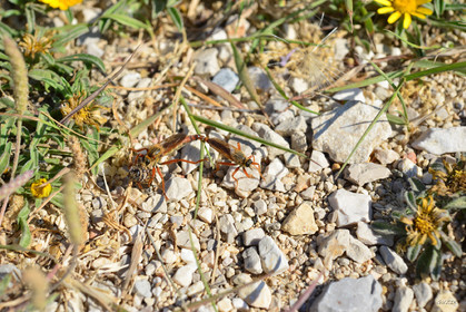 ref-faune-calanque-insecte-6169.jpg