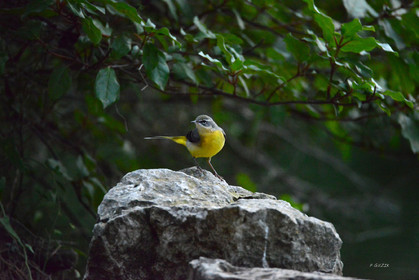 MISE A  JOUR  en cours