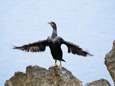 MISE A  JOUR  en cours