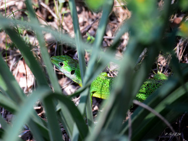 MISE A  JOUR  en cours