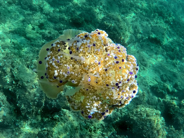 faune sous marine meduse oeuf au plat