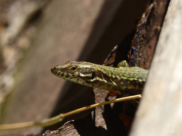 MISE A  JOUR  en cours