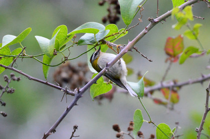 MISE A  JOUR  en cours