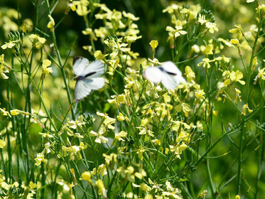 MISE A  JOUR  en cours