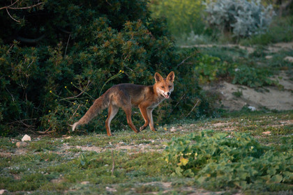 renard des calanques
