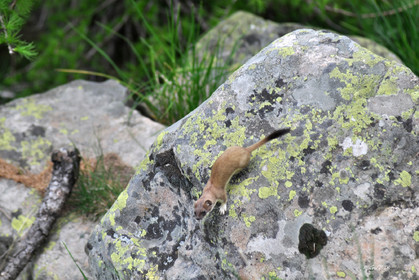 MISE A  JOUR  en cours